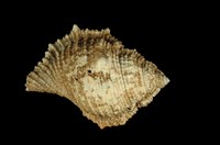 藏品(赤蛙螺)的圖片